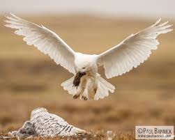 Image result for Bubo scandiacus