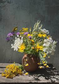 Attēlu rezultāti vaicājumam “Lathyrus pratensis flower”