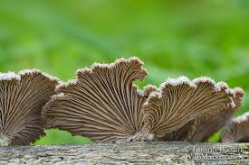 Attēlu rezultāti vaicājumam “Schizophyllum commune”