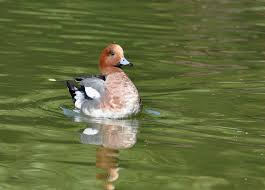 Attēlu rezultāti vaicājumam “Anas penelope”