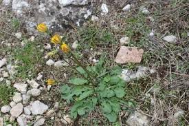 Attēlu rezultāti vaicājumam “Leontodon hispidus flower”