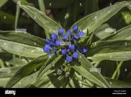 Attēlu rezultāti vaicājumam “Gentiana cruciata leaf”