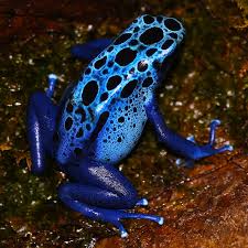 Image result for blauer baumsteiger