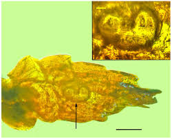 Attēlu rezultāti vaicājumam “Badhamia affinis var. microspora macro”