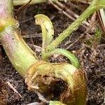 Attēlu rezultāti vaicājumam “Silene chalcedonica fruit”
