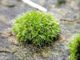 Attēlu rezultāti vaicājumam “Grimmia pulvinata sporophyte”