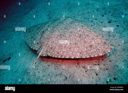 Image result for Gymnura altavela