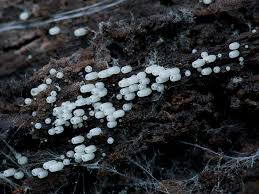 Attēlu rezultāti vaicājumam “Henningsomyces candidus”