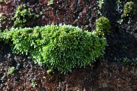 Attēlu rezultāti vaicājumam “Bryum”