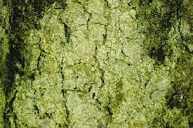 Attēlu rezultāti vaicājumam “Lecanora conizaeoides”