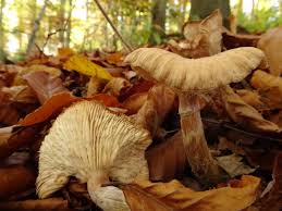 Attēlu rezultāti vaicājumam “Armillaria sp.”