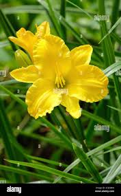 Attēlu rezultāti vaicājumam “Hemerocallis lilioasphodelus flower”
