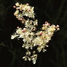 Attēlu rezultāti vaicājumam “Filipendula vulgaris fruit”