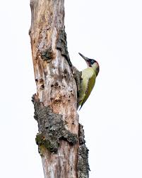 Attēlu rezultāti vaicājumam “Picus viridis”