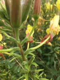 Attēlu rezultāti vaicājumam “Oenothera biennis bud”