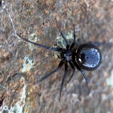Attēlu rezultāti vaicājumam “Steatoda grossa”