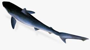 Image result for Rhizoprionodon longurio