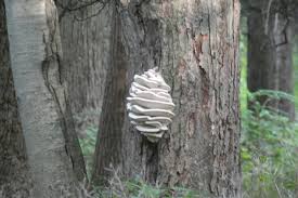 Attēlu rezultāti vaicājumam “Climacodon septentrionalis”