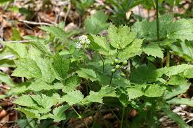 Attēlu rezultāti vaicājumam “Actaea spicata”