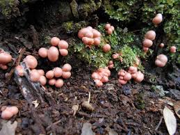 Attēlu rezultāti vaicājumam “Lycogala exiguum aggr. young”