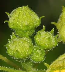 Attēlu rezultāti vaicājumam “Bryonia alba bud”