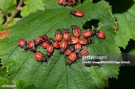 Attēlu rezultāti vaicājumam “Pyrrhocoris apterus nymph”