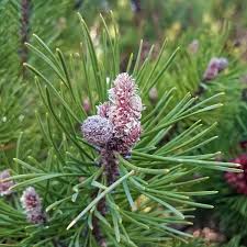 Attēlu rezultāti vaicājumam “Pinus sylvestris”
