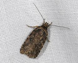 Attēlu rezultāti vaicājumam “Agonopterix ciliella imago”