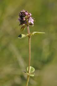 Attēlu rezultāti vaicājumam “Thymus pulegioides”