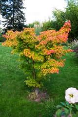 Image result for Acer palmatum `Orange Dream`