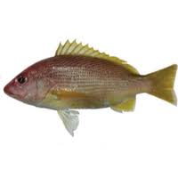 Image result for Lutjanus alexandrei