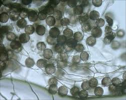 Attēlu rezultāti vaicājumam “Collaria arcyrionema spores”