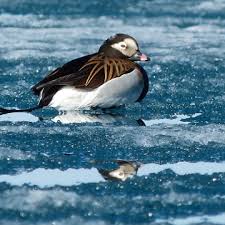 Attēlu rezultāti vaicājumam “Clangula hyemalis”