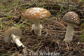 Attēlu rezultāti vaicājumam “Amanita pantherina”