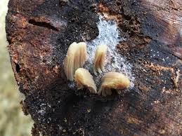 Attēlu rezultāti vaicājumam “Stemonitopsis hyperopta var. landewaldii young”