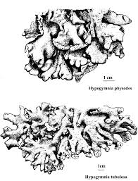 Attēlu rezultāti vaicājumam “Hypogymnia tubulosa”