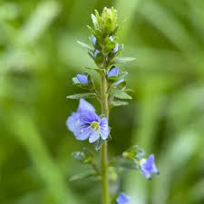 Attēlu rezultāti vaicājumam “Veronica serpyllifolia bud”