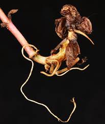 Attēlu rezultāti vaicājumam “Epilobium palustre”