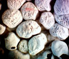 Attēlu rezultāti vaicājumam “Badhamiopsis macrospora macro”