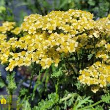 Image result for Achillea millefolium