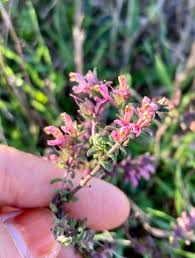 Attēlu rezultāti vaicājumam “Odontites vulgaris flower”