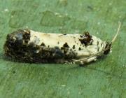 Attēlu rezultāti vaicājumam “Hedya salicella”