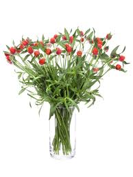 Image result for Kugelamarant