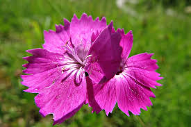 Image result for Steinnelke