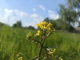 Attēlu rezultāti vaicājumam “Bunias orientalis bud”