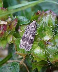 Attēlu rezultāti vaicājumam “Gelechia scotinella”