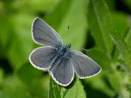 Attēlu rezultāti vaicājumam “Cupido minimus female”