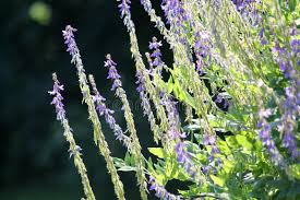 Attēlu rezultāti vaicājumam “Galega orientalis leaf”