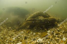 Image result for Petromyzon marinus