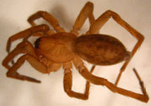 Attēlu rezultāti vaicājumam “Agroeca brunnea”